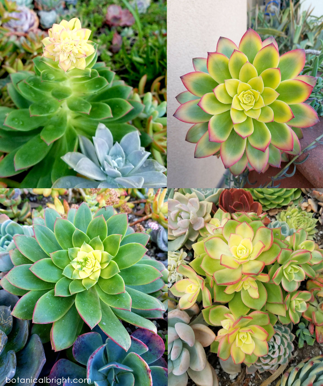 Aeonium Kiwi – Botanical Bright - Add a Little Beauty to Your Everyday