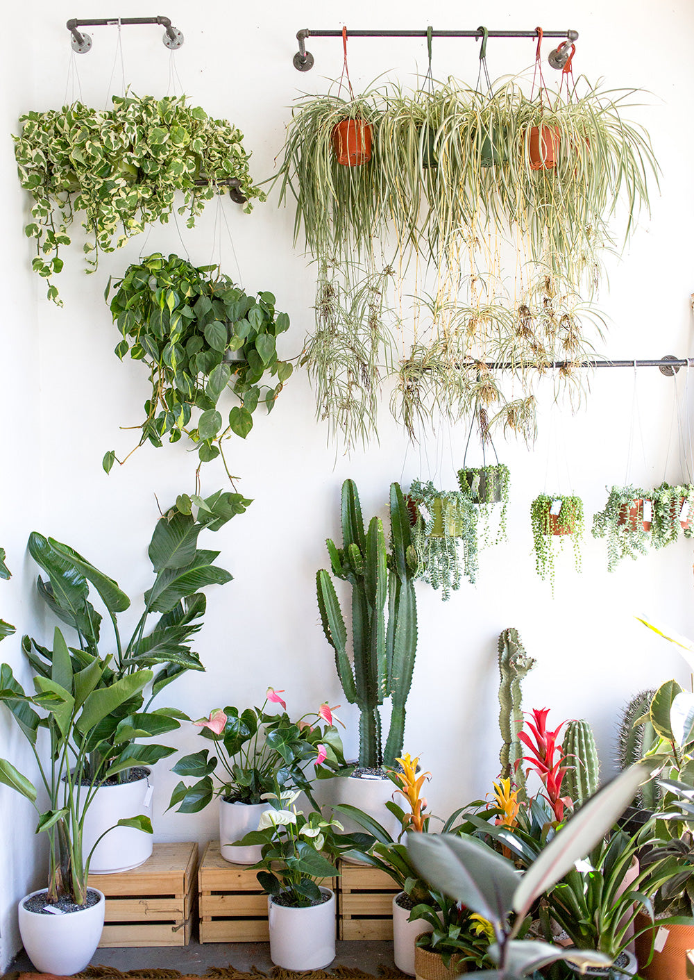 Wildflora - An Adorable Plant & Floral Shop in Studio City ...