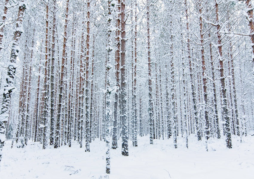 Shop Snowflakes And Trees For Winter Forest Backdrops Whosedrop