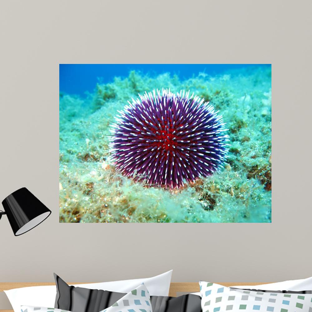 Sea Urchin Animal Wall Mural Decall Ca Images, Photos, Reviews