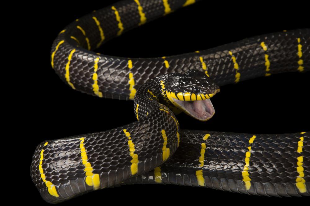 Mangrove snake фото