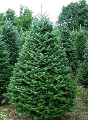 Fraser Fir  Wells Christmas Tree Farm