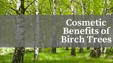 Cosmetic Benefits of Birch Trees