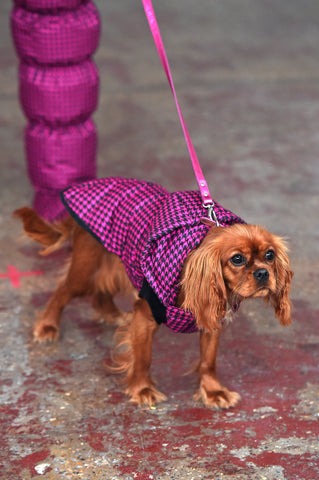 LULA LAORA AW21 Getty Images, womenswear model wears pink fine houndstooth puffy shoes that are matching the dogs pink houndstooth jacket as well. The dog is a King Charles cavalier. 