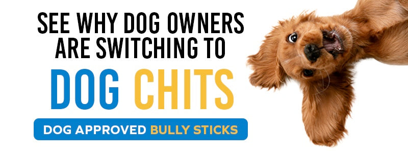 Bully stick for dogs from Dog Chits