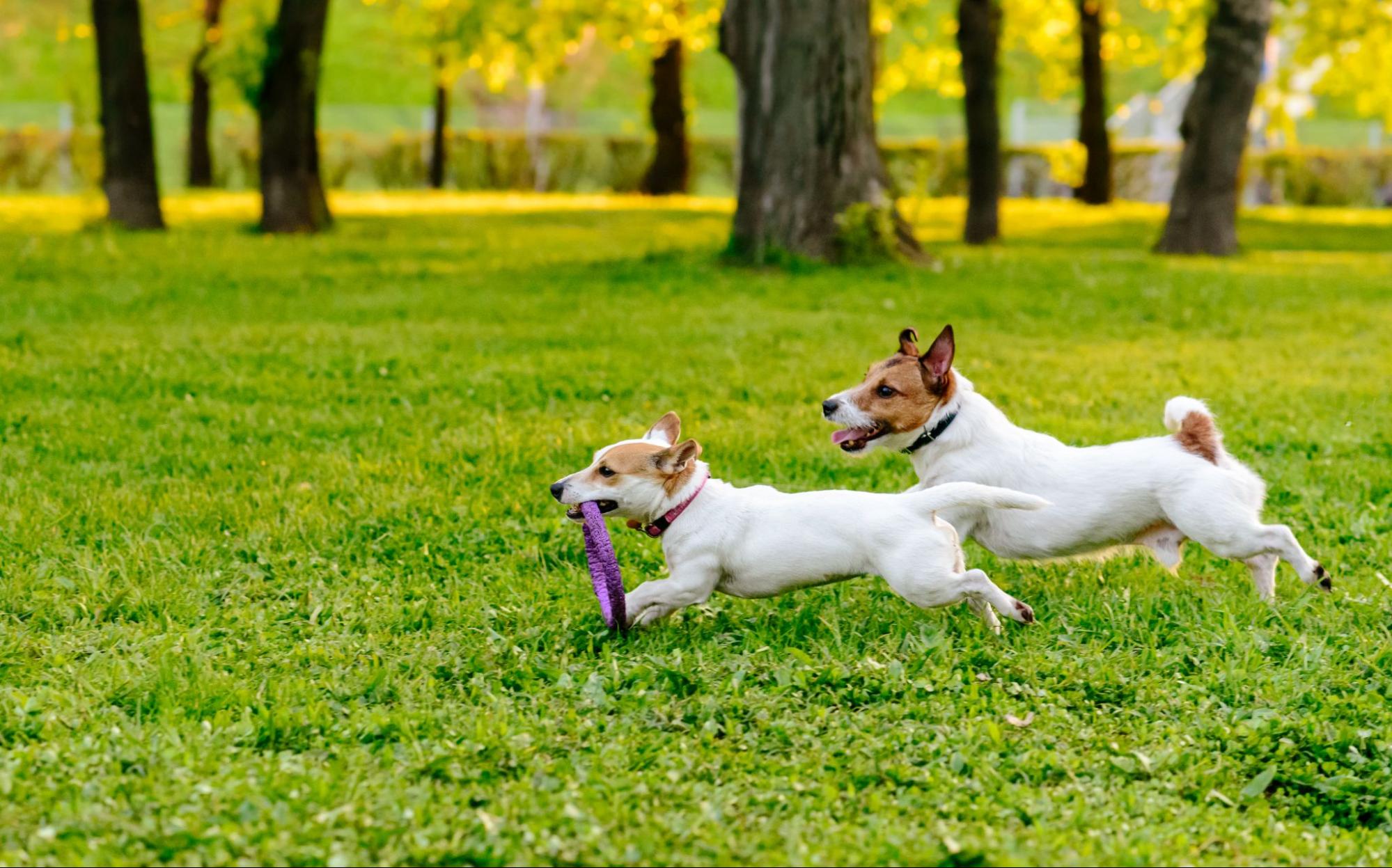 Two dogs running in field