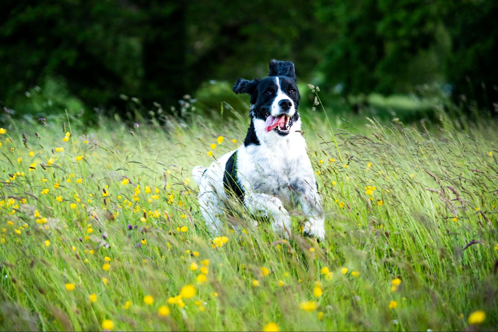 Dog Running in flower field