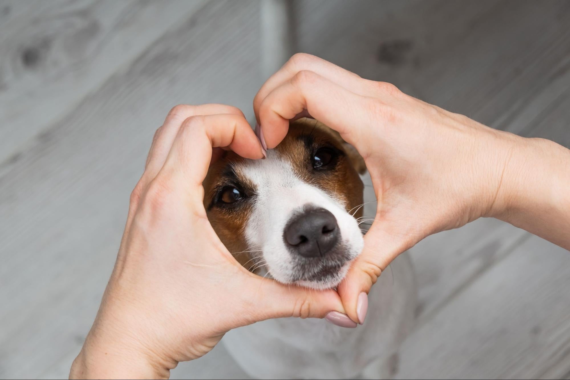 Person making a heart with their hands around a dog's face