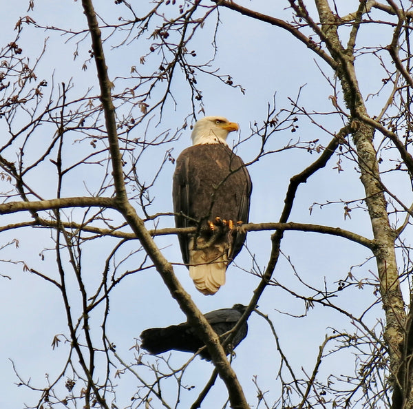 Bald eagle & raven in Sechelt, BC