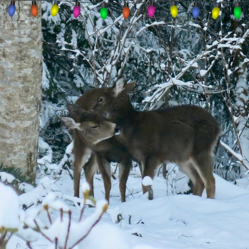 Mama and baby deer nuzzling in Sechelt, BC