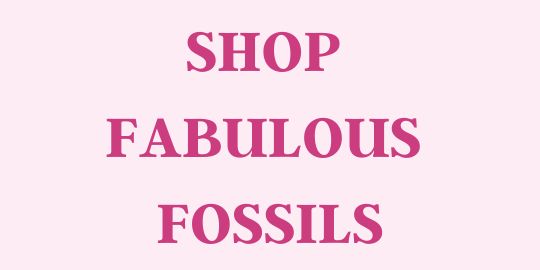 Shop The Fabulous Fossils Jewellery Collection by Mikel Grant Jewellery