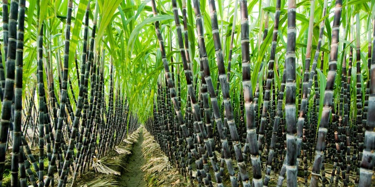 Sugarcane Fields