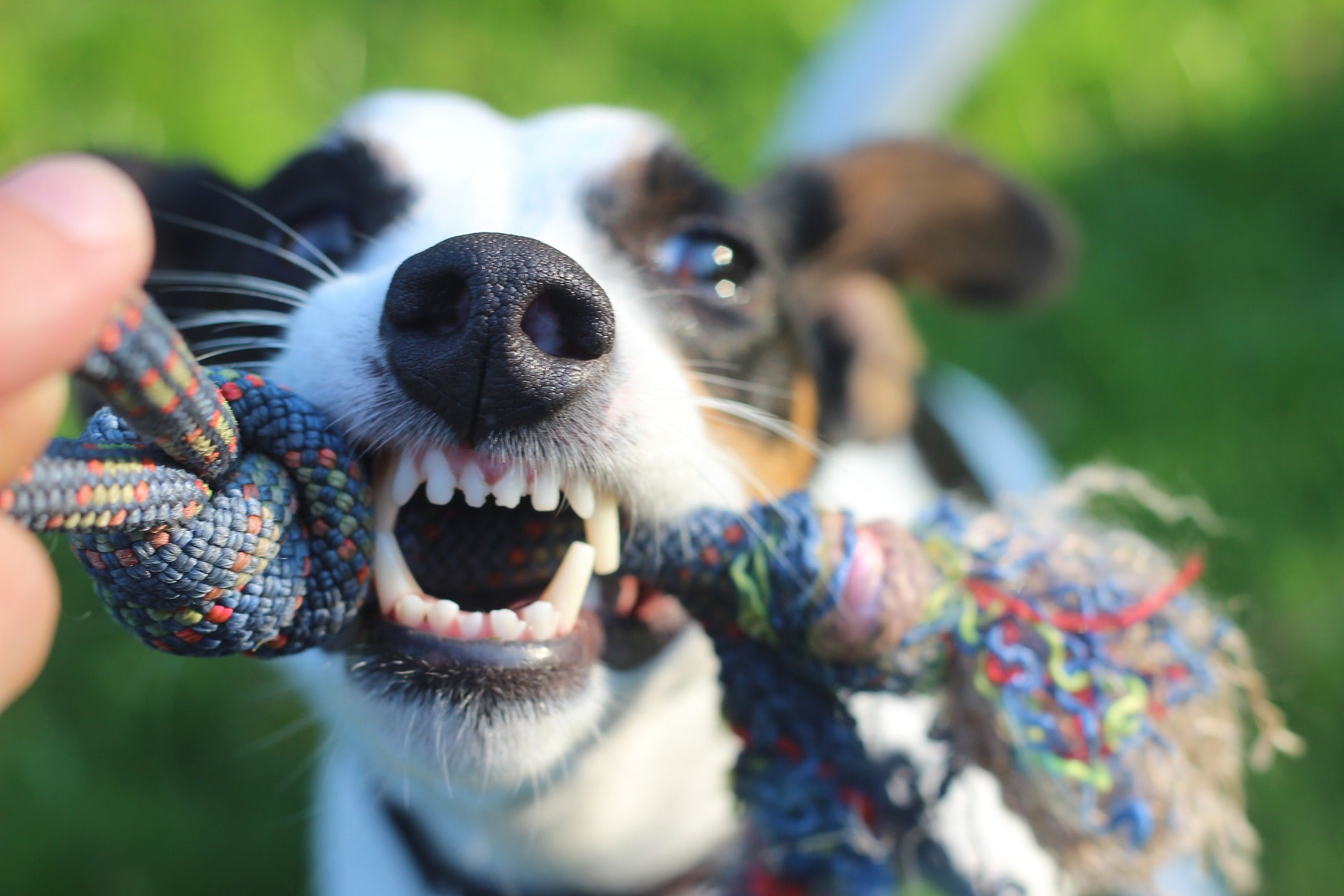 home remedies for brushing dog's teeth