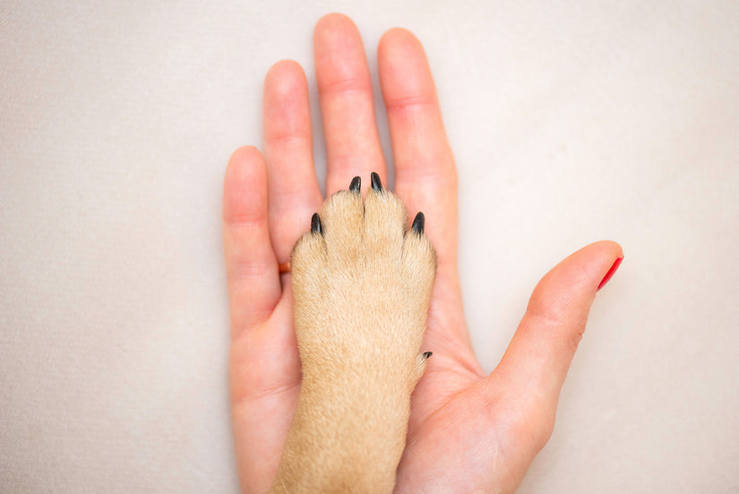 How to Cut Your Dog's Nails at Home? DogRook Blog DogRook