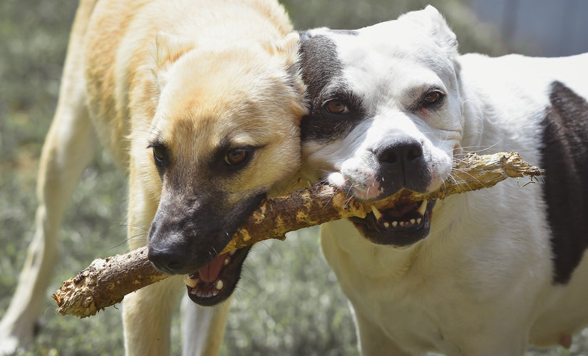 how do dogs make friends