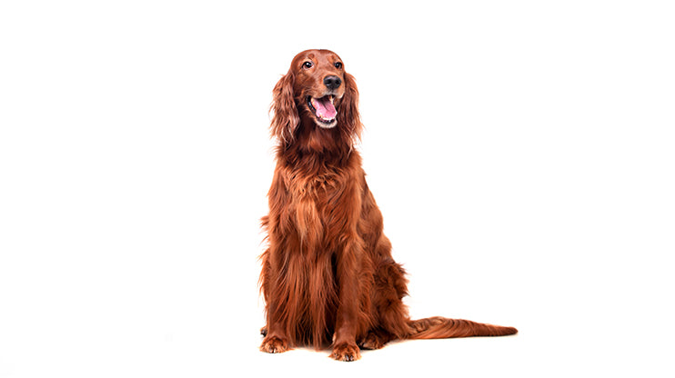 Irish Setter for kids