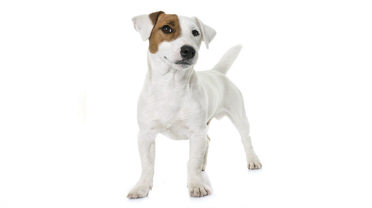 Jack Russell Terrier for children