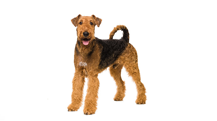 Airedale for children