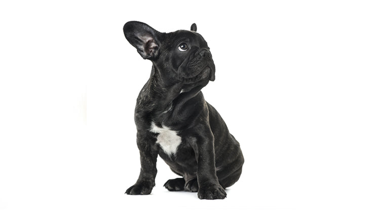 french bulldog for children 