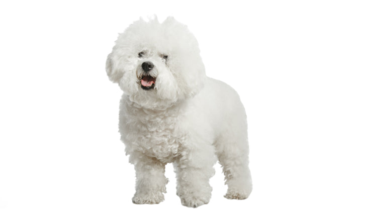 Bichon Frize for kids