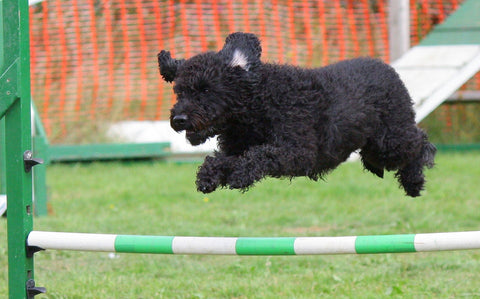 Dog agility