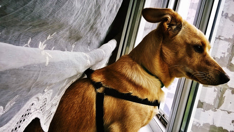 dog and thunderstorm