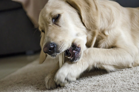 Edible dog bones