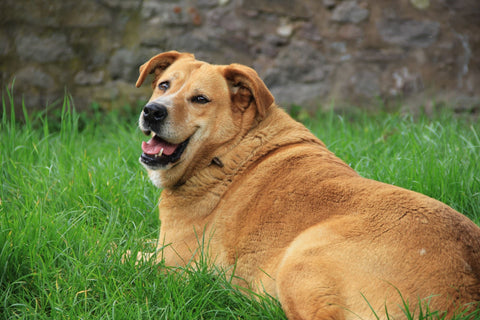 Dog with obesity