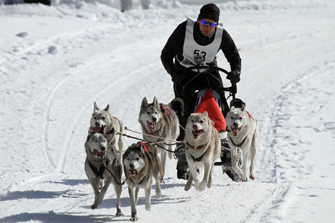 Winter dog sport