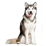 Siberian Huskey