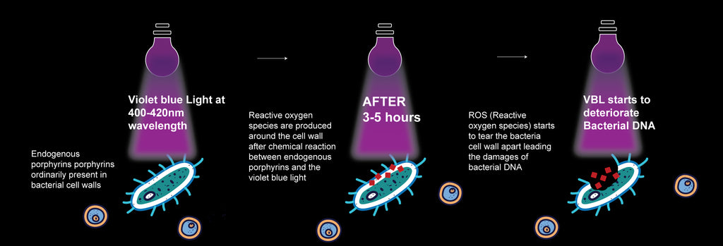 VBL is intrinsically antimicrobial attributed to the presence of the endogenous photosensitizing chromospheres (i.e., photosensitizers) in microbial cells. The endogenous photosensitizers absorb violet blue light and subsequently lead to the production of cytotoxic reactive oxygen species (ROS) that can kill microbes.