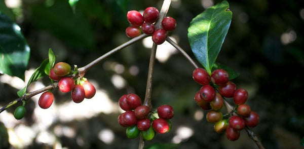 Coffee cherries growing at Hacienda La Esmeralda