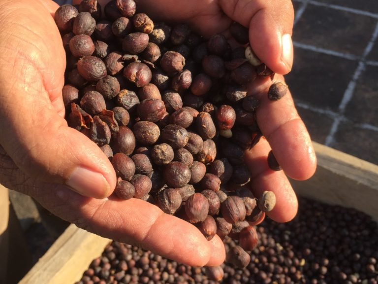 Natural or Dry Process coffee beans