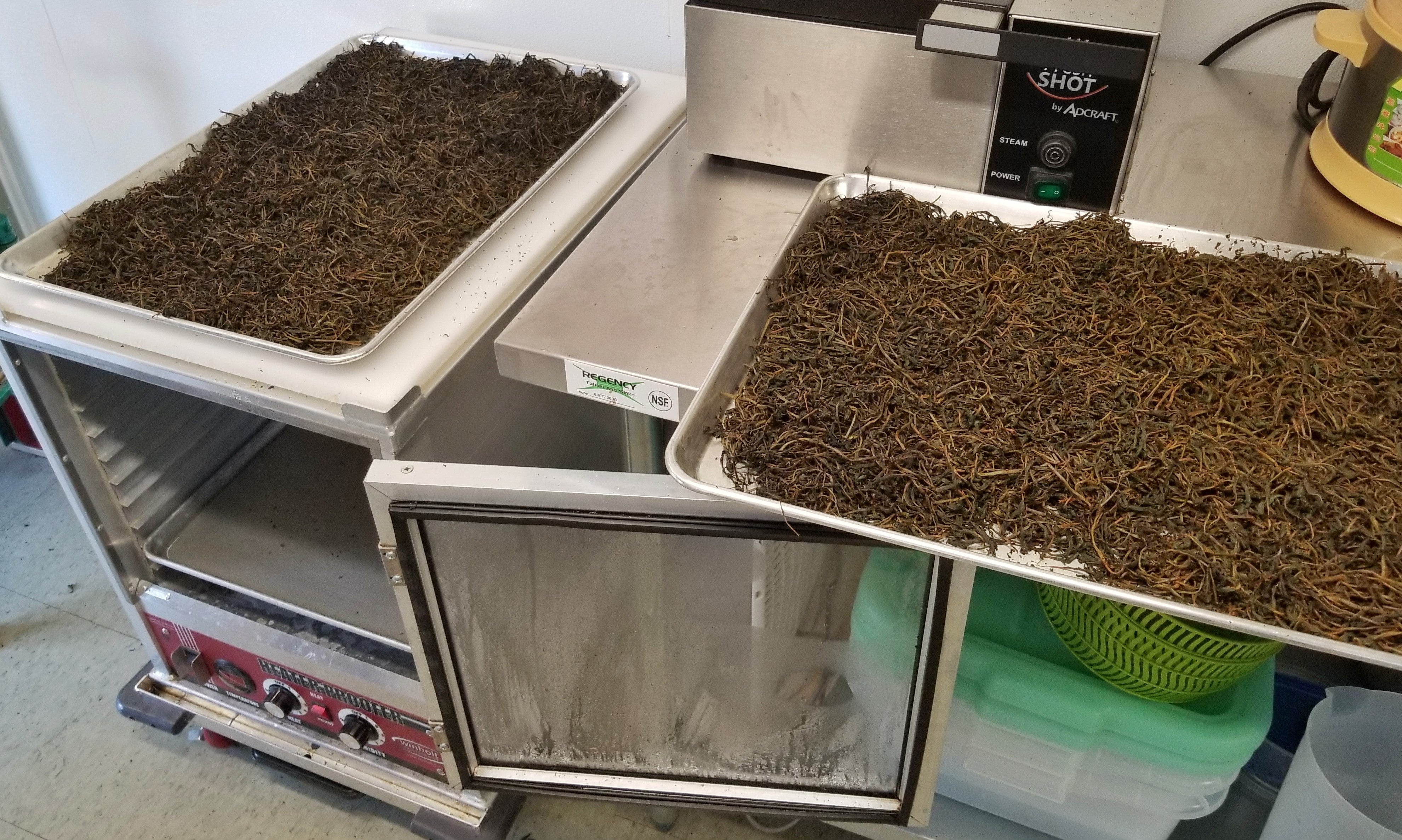 Black tea ready for drying