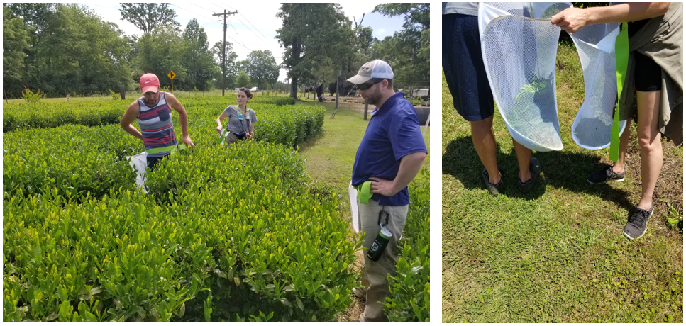 Harvesting tea