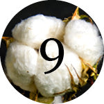 Reasons to choose organic cotton clothing: encourage biodiversity