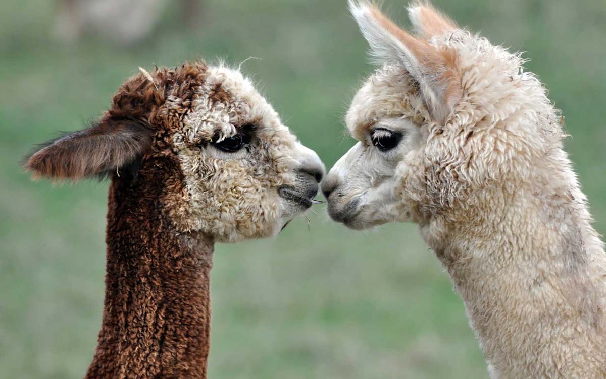 Alpacas are sustainable and make the best winter clothing