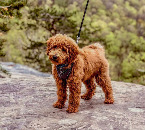 Lincoln Red Goldendoodle Mini