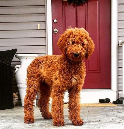 miniature red goldendoodle