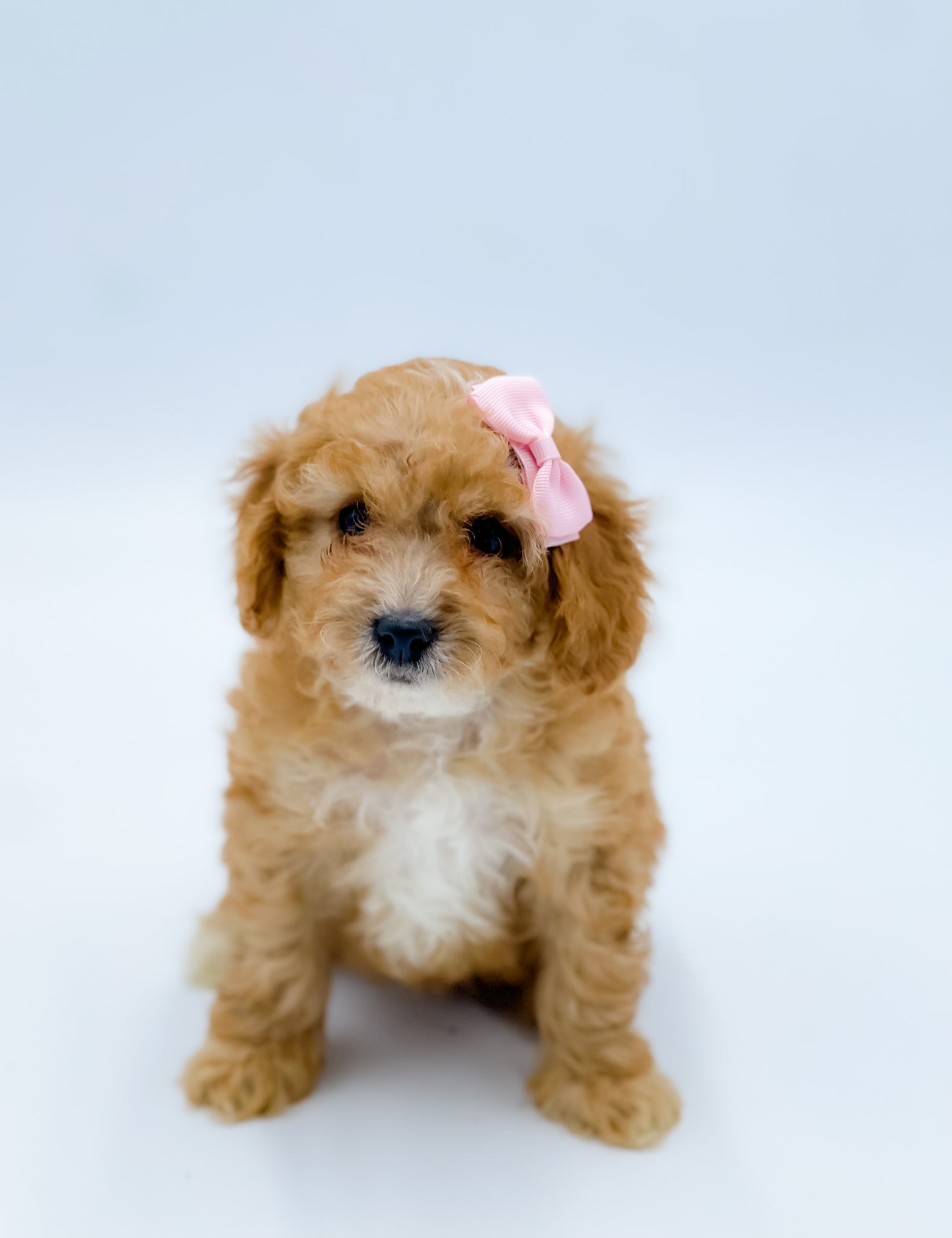 how much does a cavapoo cost