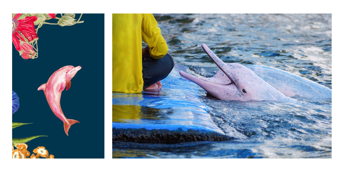 delfines rosados ​​en peru