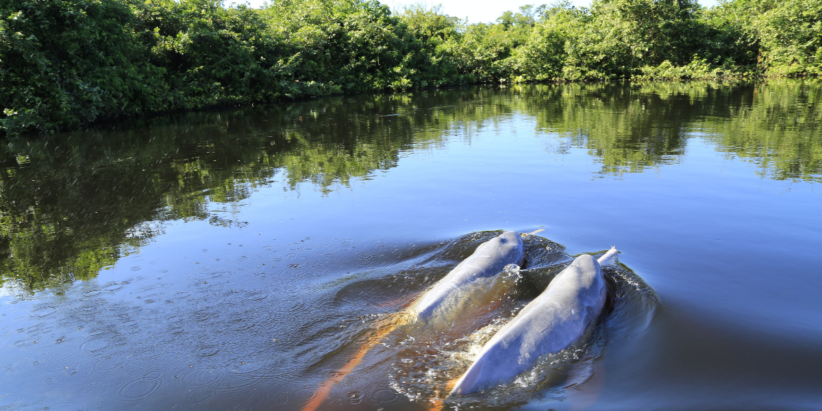 delfines rosados ​​río amazonas