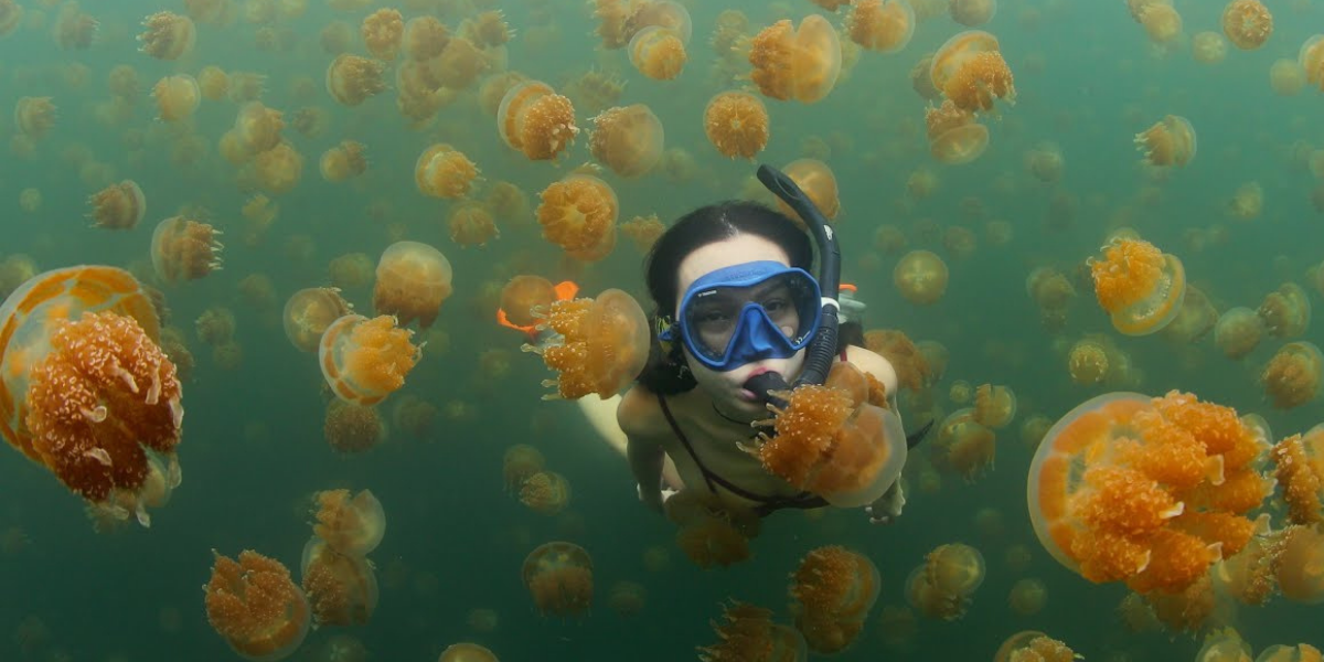 swim with jellyfish in palau