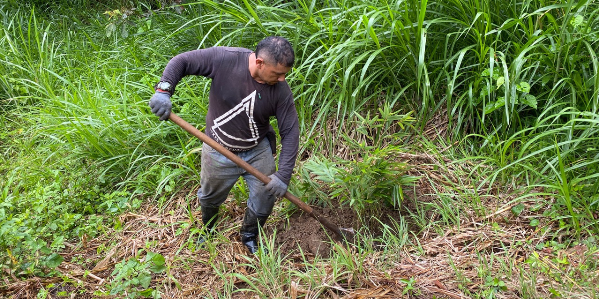 Moso bamboo being planted