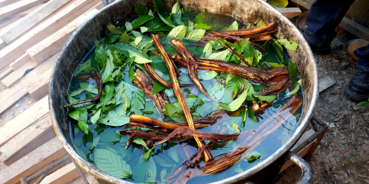 ayahuasca ingredients