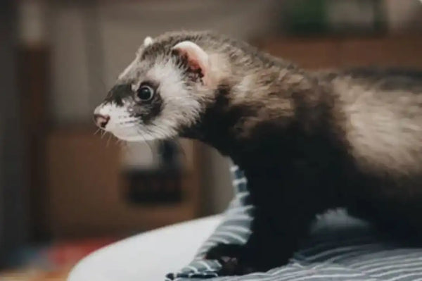 Your Oily Ferret Escaped