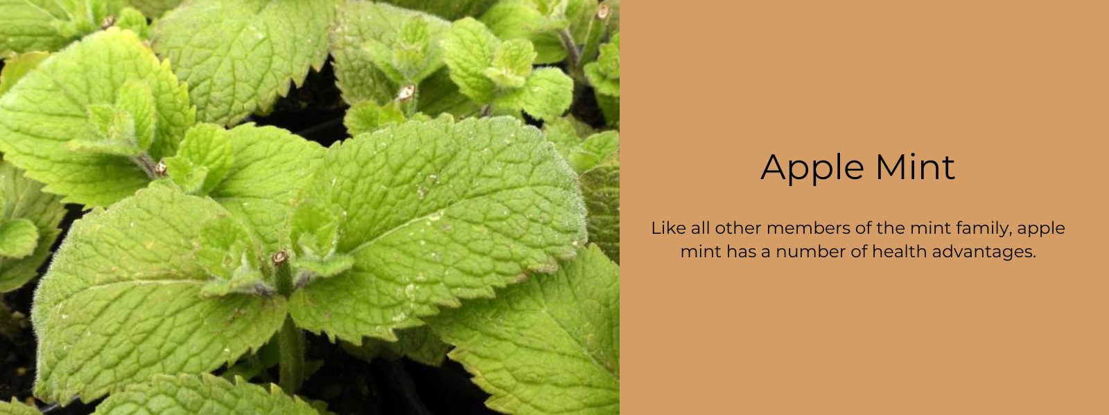 10 MINT BEAUTY REMEDIES  The Natural DIY