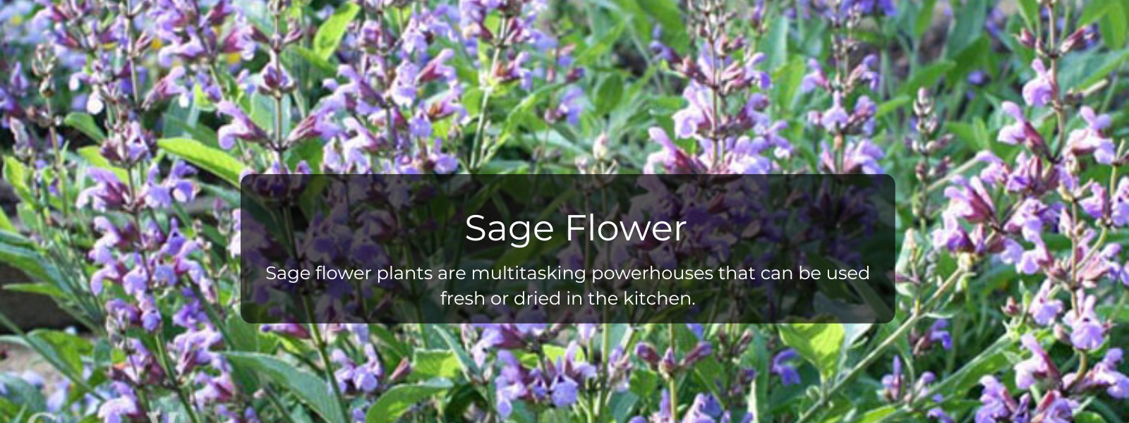 Sage Flower - Health Benefits, Uses and Important Facts - PotsandPans India