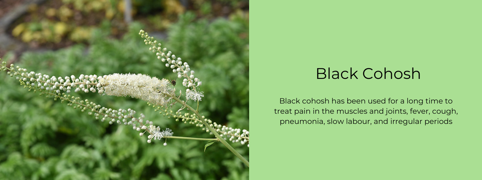 Black Cohosh Health Benefits, Uses and Important Facts PotsandPans