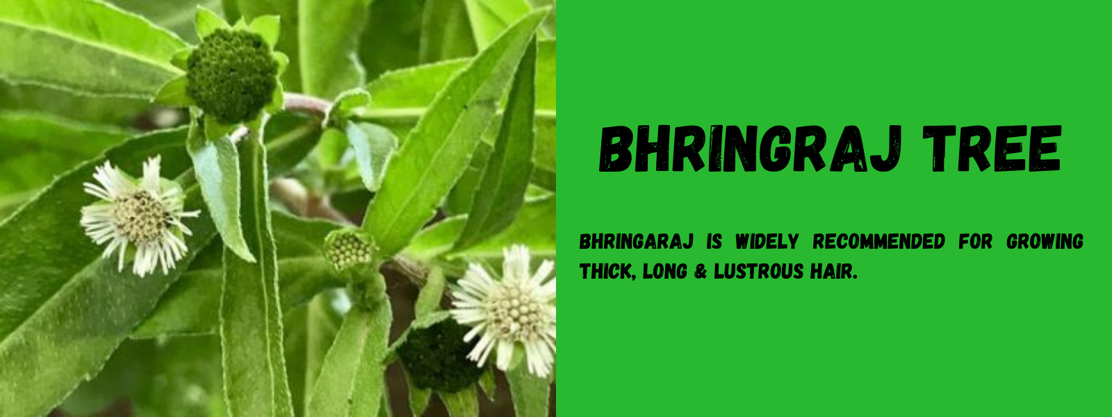 Bhringraj Benefits For Hair And How To Use Bhringraj For Long And Shiny Hair   बल पर इस तरह लग लय भगरज त Hair दखग घन और मलयम यह ह  इसतमल क